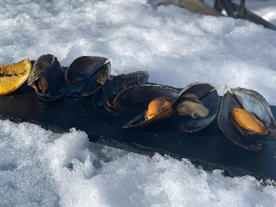 Steamed Mussels